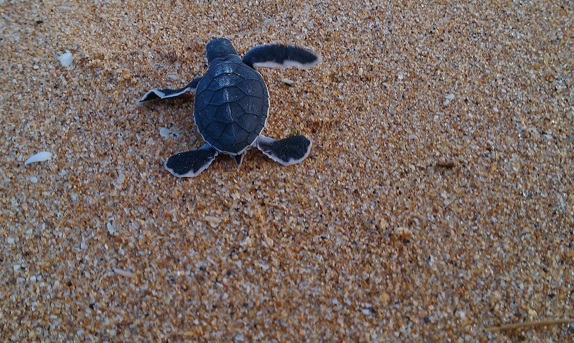 Ananthaya Beach Tangalle Exterior foto